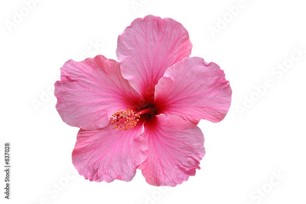Obraz hibiskusblüte rosa