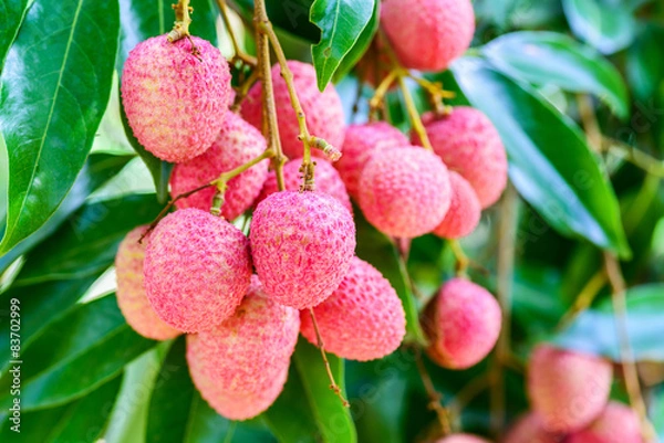 Fototapeta Lychee fruit (asia fruit) on the tree,Chiang Mai, Thailand.