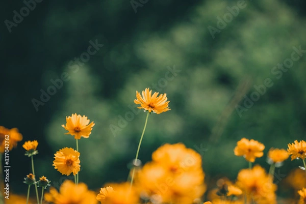Fototapeta 여주 저류지 풍경