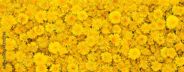 Fototapeta beautiful background from yellow flowers