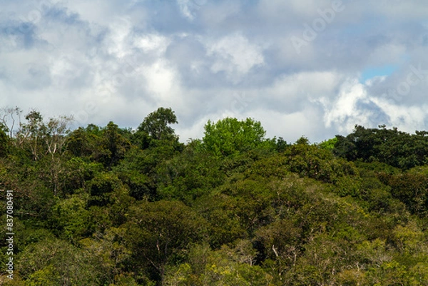 Fototapeta Scenic Views of the Negro River: Discover the tranquil beauty and rich biodiversity of this Amazonian tributary, ideal for travel and environmental-themed projects