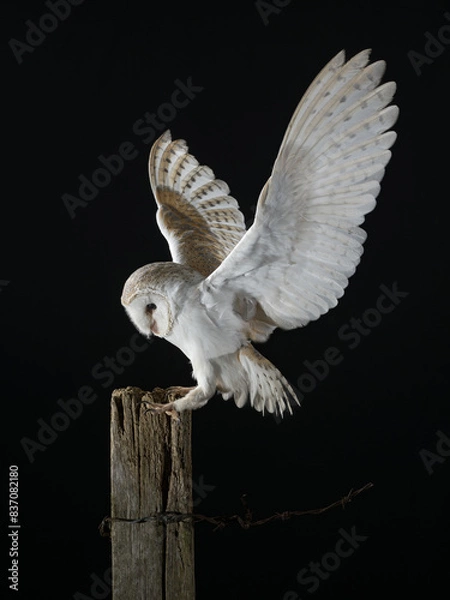 Obraz Barn Owl Landing on Post