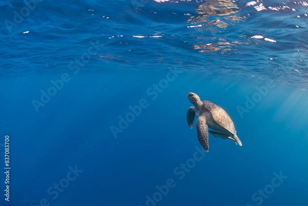 Fototapeta Eretmochelys imbricata hawksbill sea turtle