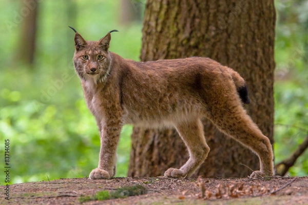 Fototapeta Looking Eurasian Lynx