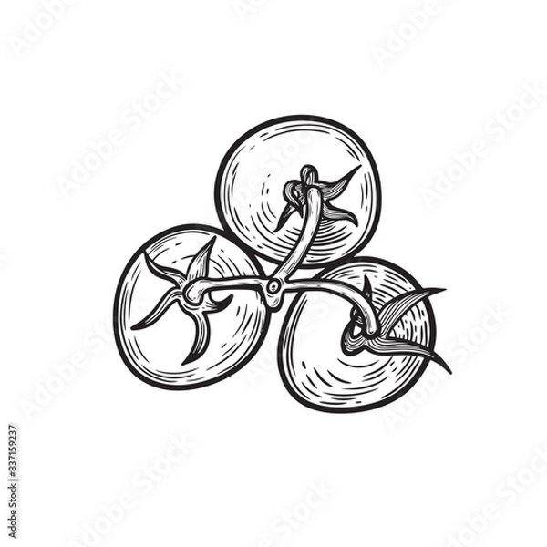 Fototapeta Top view tomatoes bunch line drawing vector illustration.