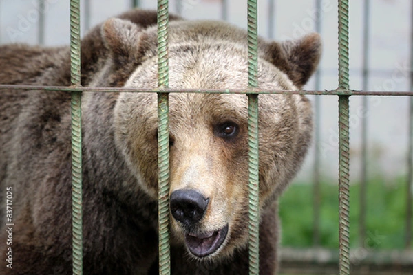 Obraz Brown bear in cage