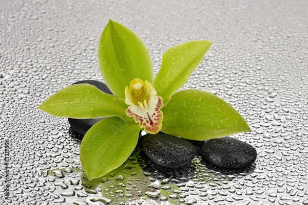 Obraz Orchidea na kamieniach bazaltowych