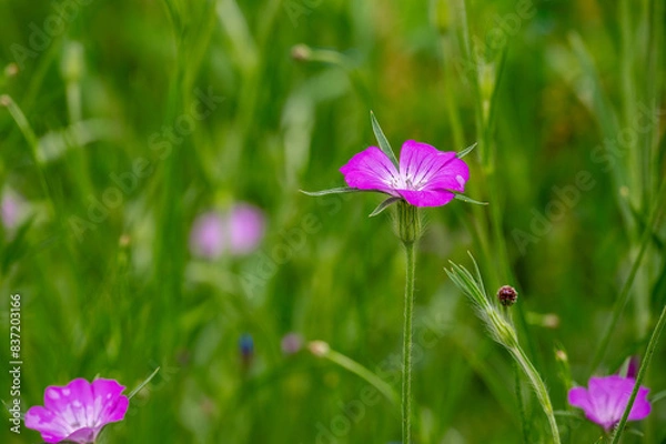 Obraz corn-cockle in the field