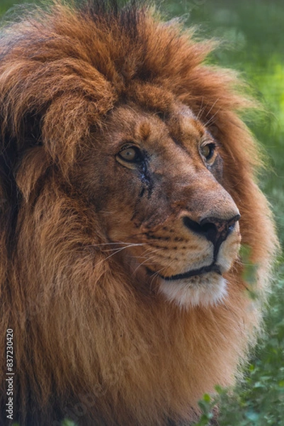 Fototapeta Close-up portrait of adult male lion with large brown mane and calm facial expression. Lion looks away. Soft focus. Animal portrait theme.