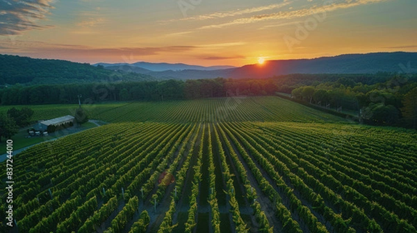 Fototapeta Aerial Panorama of Sunrise Vineyard, Harvest time, a stage in the wine-making process, les vendanges, grape harvesting, a seasonal job.