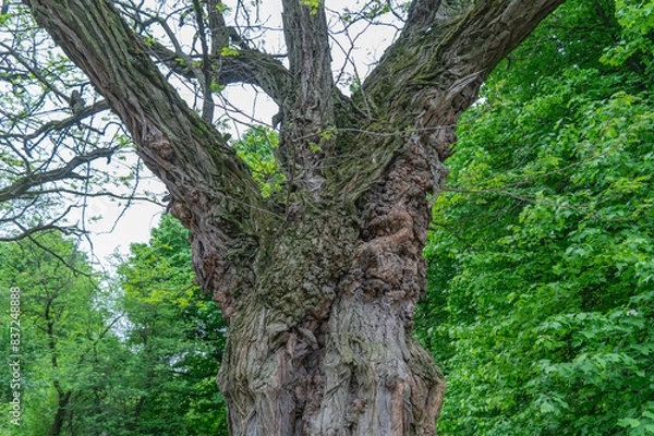 Fototapeta Big old tree of unusual curved shape in park. Knotted twisted of unusual trunk. Fantasy mysterious tree branch. Amazing texture brown bark. Deformation bizarre tree outdoor in garden. Wooden in nature
