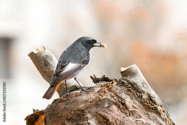 Fototapeta redstart resting on a trunk