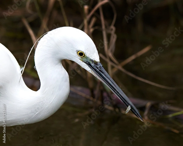 Fototapeta little egret has just caught a little fish