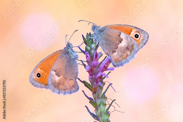 Fototapeta two coenonympha pamphilus warm their wings in the sun