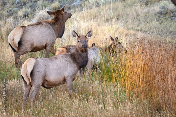 Fototapeta A small herd of elk grazing in the fall grasses at Yellowstone National Park.