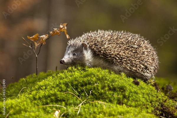 Fototapeta hedgehog