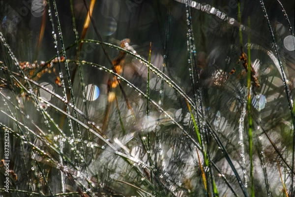 Fototapeta Morning, drops on grass, close up shot, local focus. HDR Image (High Dynamic Range).