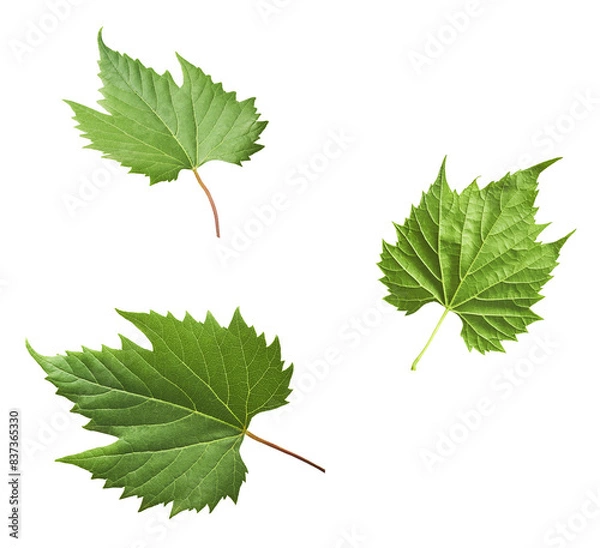 Fototapeta Fresh green grape leaves falling in the air isolated on white background.
