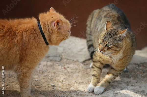 Obraz Fighting homeless cats
