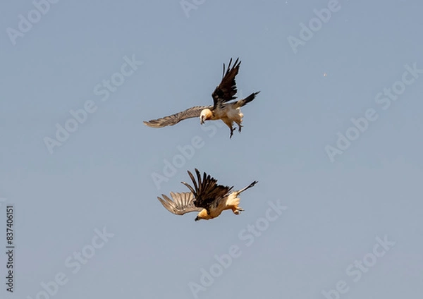 Obraz Beared Vulture