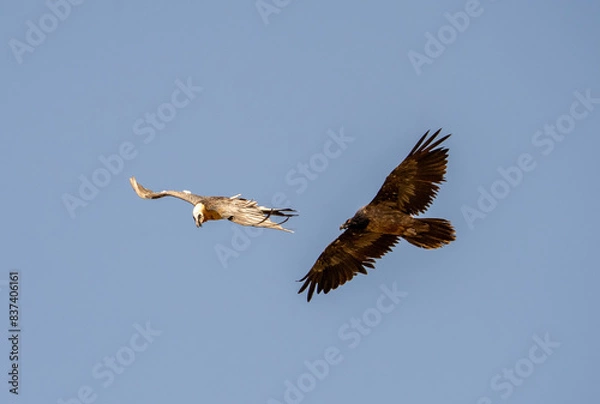 Obraz Beared Vulture