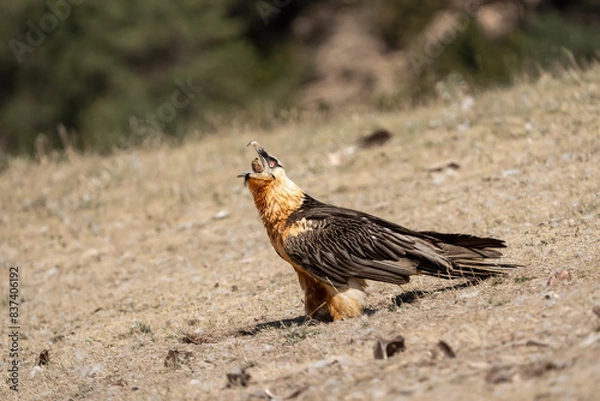Obraz Beared Vulture