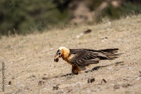 Obraz Beared Vulture