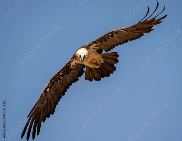 Obraz Beared Vulture