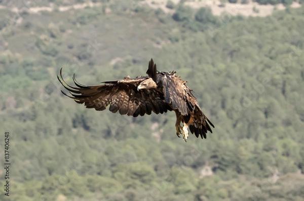 Obraz golden eagle in flight