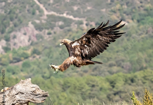 Obraz golden eagle in flight