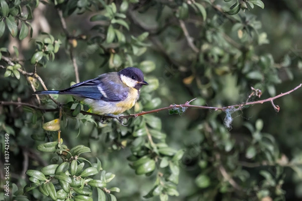 Obraz bird on a branch