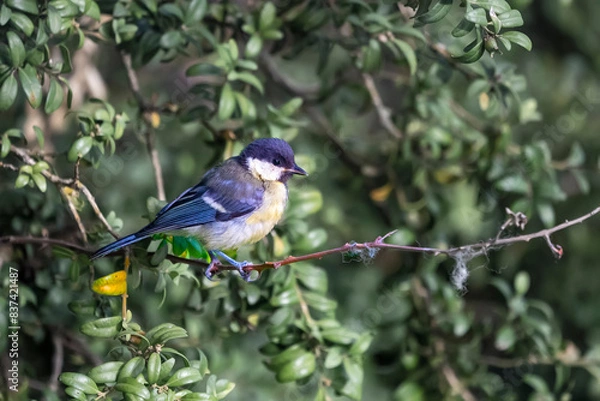 Obraz bird on a branch