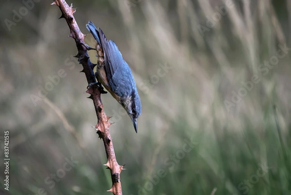 Obraz blue bird on a branch