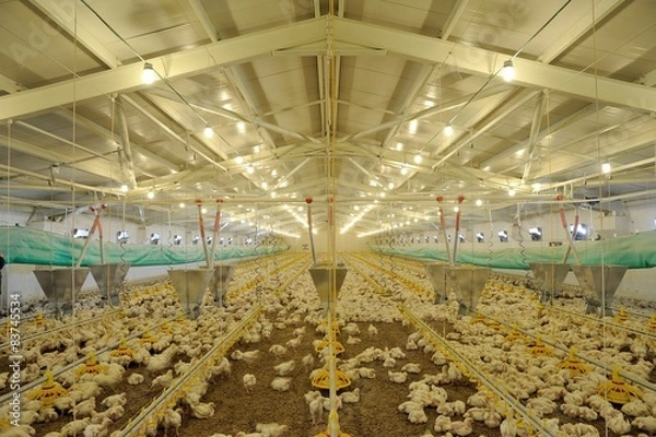 Obraz Paultry heating, feeding, drinking systems