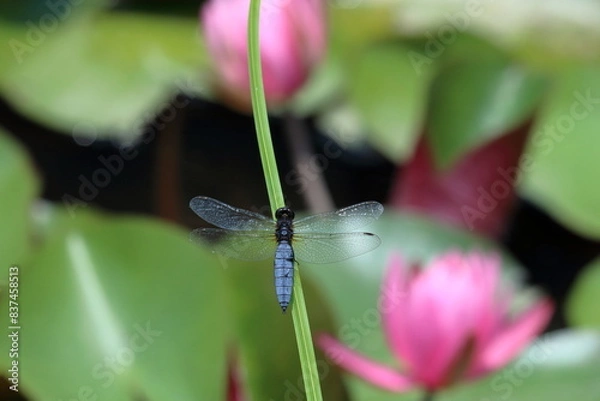 Fototapeta ハラビロトンボ　睡蓮の池で一休み　（高知県　四万十市　トンボ自然公園）