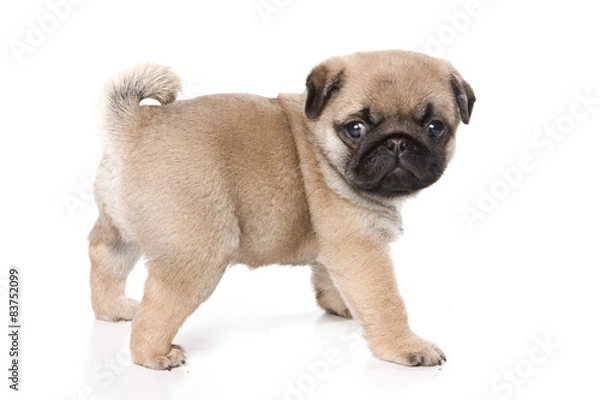 Fototapeta Pug puppy standing and looking at the camera (isolated on white)