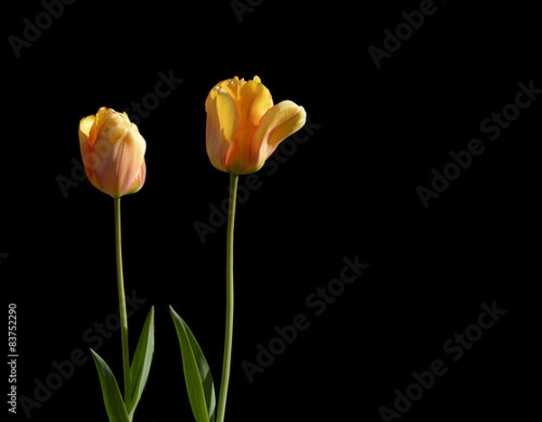 Fototapeta Two red and yellow tulips isolated on black
