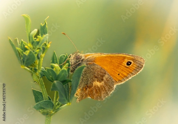 Obraz Pomarańczowy motyl na źdźble koniczyny