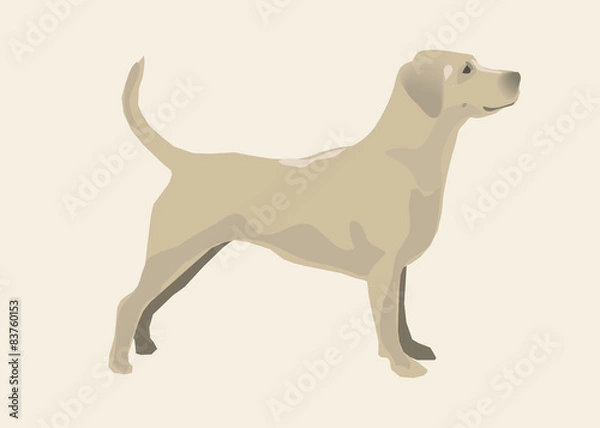 Obraz Golden retriever. Vector