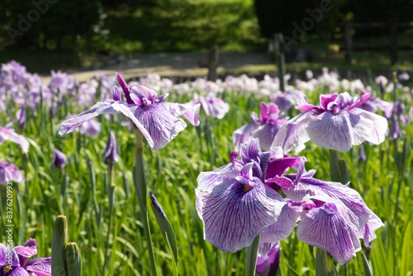 Obraz 紫のハナショウブ