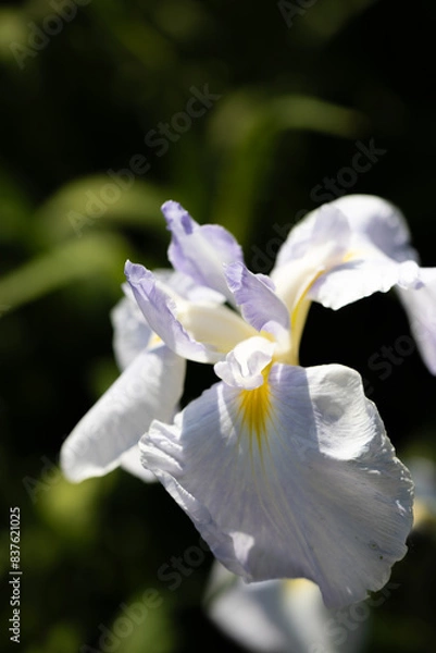 Obraz 白いハナショウブ