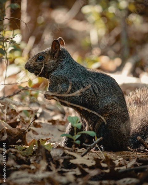 Fototapeta Brown Squirrel Standing In Forest