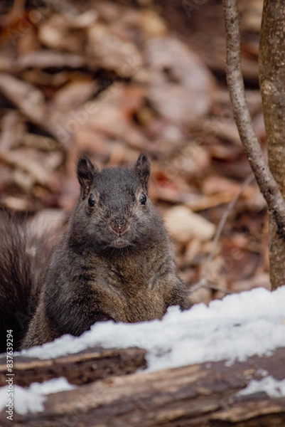 Obraz A brown squirrel on snowy log