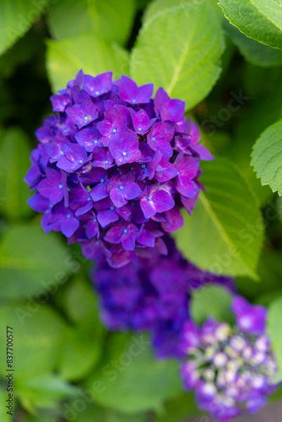 Fototapeta 紫陽花