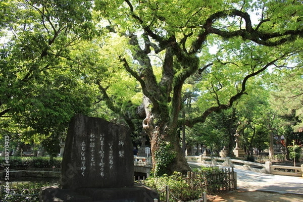 Obraz 大阪観光　住吉大社