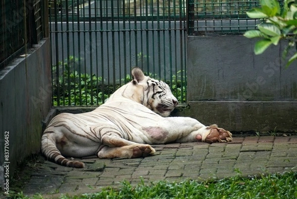 Fototapeta A White Tiger (Panthera tigris tigris) sleeping soundly in the corner of its enclosure. Perfect for capturing the serene and powerful beauty of this magnificent big cat.