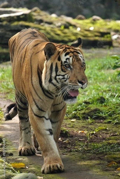 Fototapeta A Sumatran tiger (Panthera tigris sumatrae) with rich brown fur, pacing gracefully around its territory. Perfect for capturing the majestic and elusive beauty of this critically endangered species.