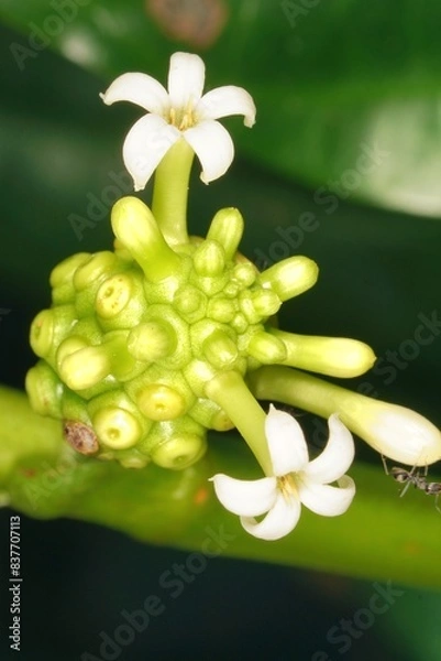 Fototapeta The small white flowers of Morinda citrifolia bloom gracefully from its green fruit, creating a delicate and captivating scene.