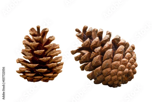 Obraz Two Mature Pine Cones on Transparent Background