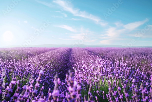 Obraz Peaceful Lavender Field in Full Bloom under Clear Blue Sky